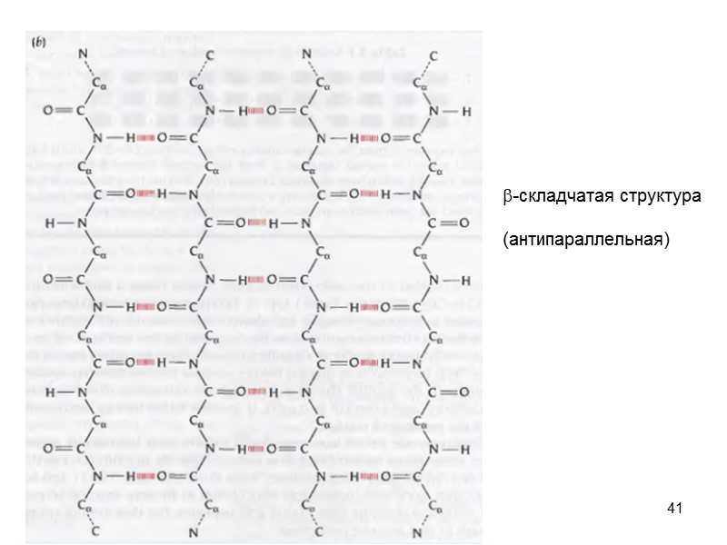 41 b-складчатая структура  (антипараллельная)